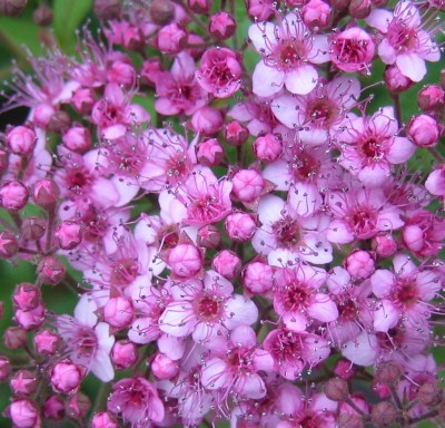 Blüten 271.jpg