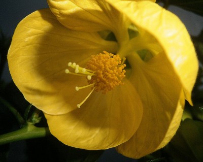 Abutilon gelb.jpg