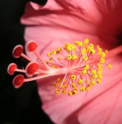 Hibiskus.jpg