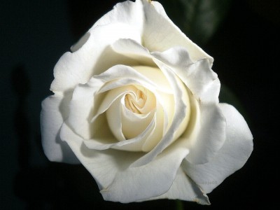 Rose.jpg