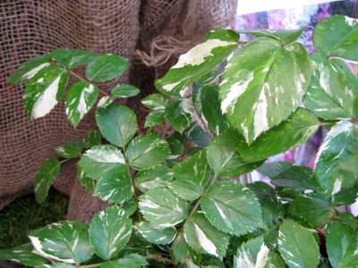 Rosa Elie Semoun_0325.jpg
