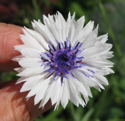 Centaurea cyanus Classic Fantastic Mischung_weißblau_3632.jpg