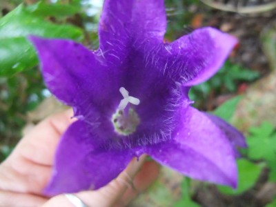 DSCF5996.JPG