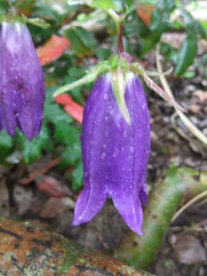 DSCF6002.JPG