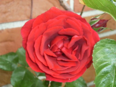 RIMG0078.JPG