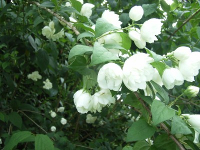 RIMG0077.JPG