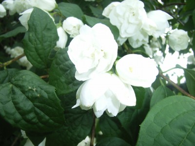 RIMG0075.JPG