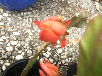 RIMG0070.JPG