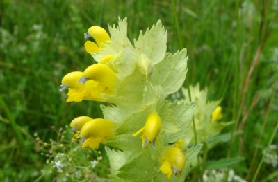 Klappertopf Rhinanthus.jpg