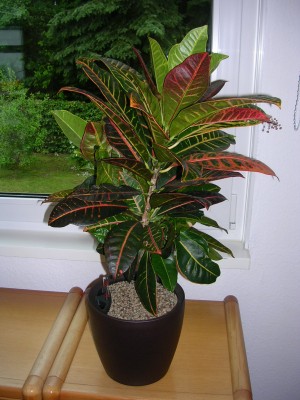 croton_lechuza.JPG