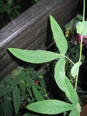 Blatt gritensis.jpg