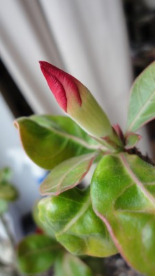 Blüte.JPG