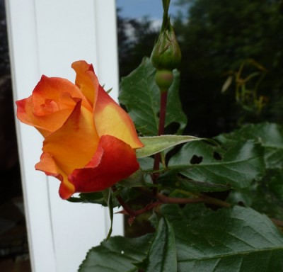 P1010410.JPG