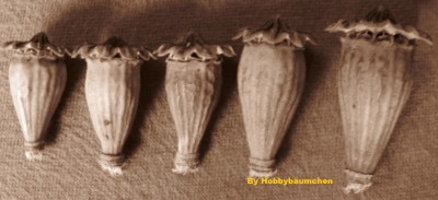 By Hobbybäumchen 113.JPG