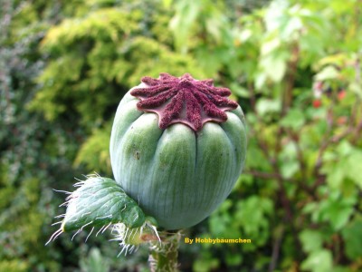 By Hobbybäumchen 111.JPG