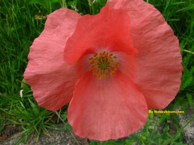 By Hobbybäumchen 100.JPG