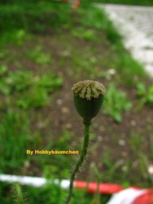 By Hobbybäumchen 90.JPG