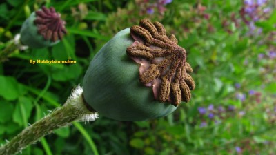 By Hobbybäumchen 86.jpg