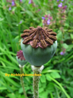 By Hobbybäumchen 84.JPG