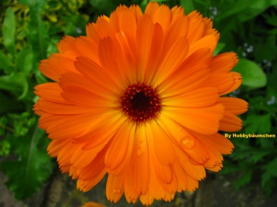 By Hobbybäumchen 105.JPG