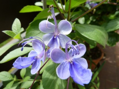 12-06-20-clerodendrum.JPG