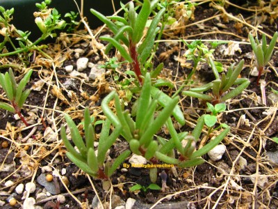 By Hobbybäumchen  114.JPG