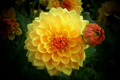 Goldenflor2.jpg