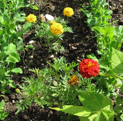 Tagetes_3796.jpg