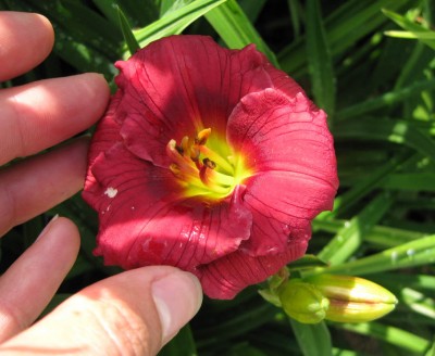 Hemerocallis Siloam Grace Stamile_3773.jpg