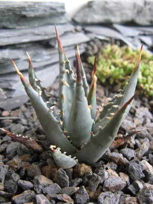 Agave utahensis var. nevadensis.JPG