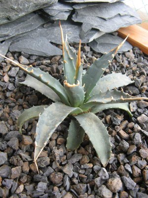 Agave utahensis var. eborispina.JPG