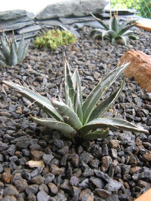 Agave toumeyana.JPG