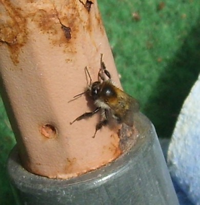 Insekten.JPG