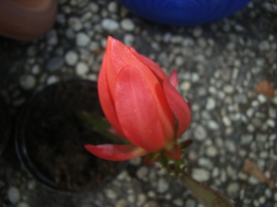 RIMG0090.JPG
