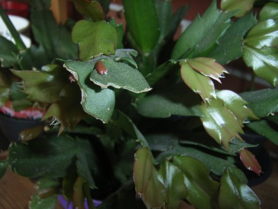 RIMG0096.JPG