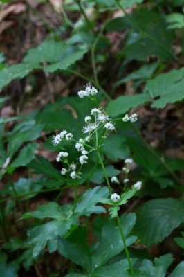 IMG_8988_1.jpg
