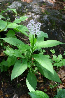 IMG_8792_1.jpg