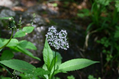 IMG_8791_1.jpg