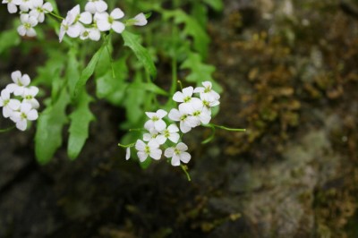 IMG_8774_1.jpg