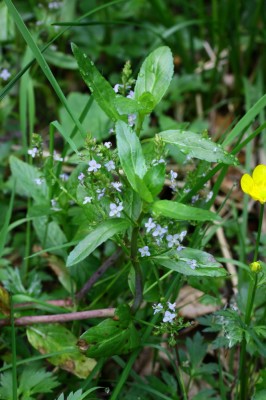 IMG_8642_1.jpg