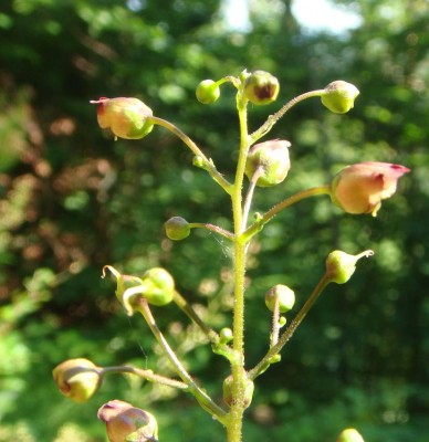 Braunwurz Scrophularia.jpg