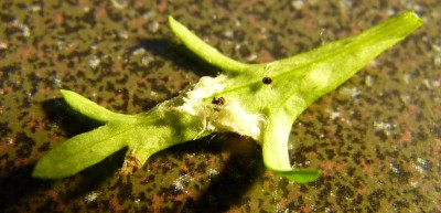 Blatt und Kot.jpg
