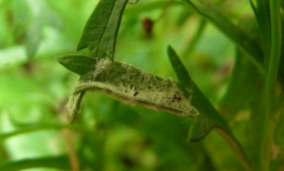 Blatt und Gewebe.jpg