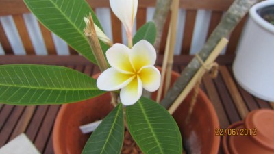 Lueang Sakon- Blüte.jpg