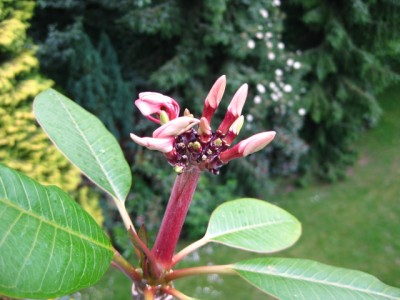 Plümi vom 22.06.2012.JPG