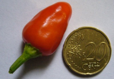 Chilifrucht.jpg