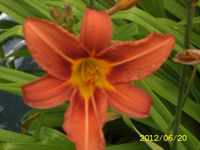 SA500275.JPG