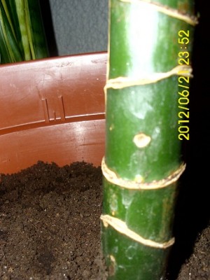 DSCI0053.jpg