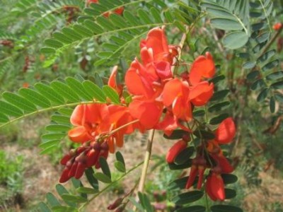 IMG_5107k.jpg