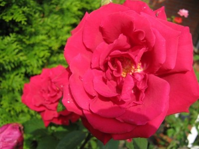 Rote Rose 1.jpg